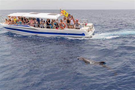 Catamaran d'observation des baleines avec vue mer