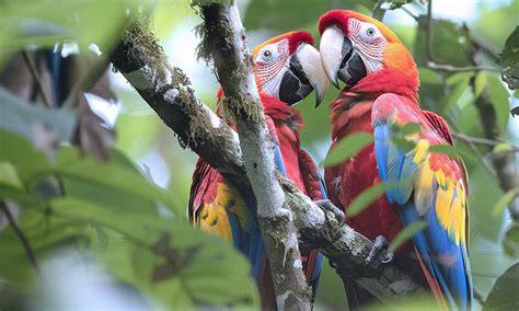 Costa Rica biodiversity parcs routes