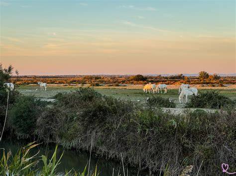 écomaraisage Camargue non endiguée