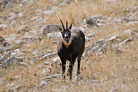 observations faune Mercantour etibex chamois