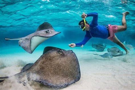 stingray city snorkeling et reef garden