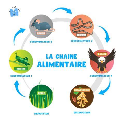 illustration chaîne alimentaire et circuits courts