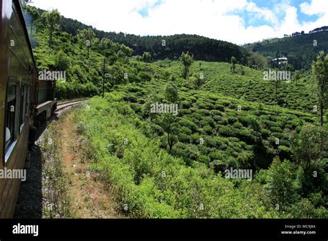 Vue panoramique d’Ella et plantations de thé