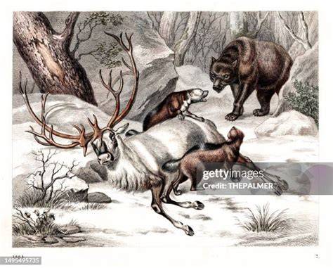 illustrations fauna: ours et cerfs d’Hokkaidō