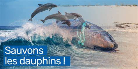 illustration échouages dauphins Cap-Vert
